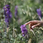 Szałwia ziele Salvia officinalis eko Runobio zdjęcie poglądowe zioła - sklepzdrowedziecko.pl 